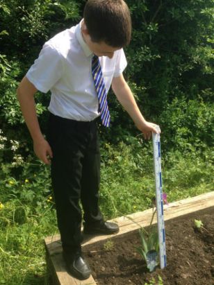 Using Maths In Our Vegetable Garden
